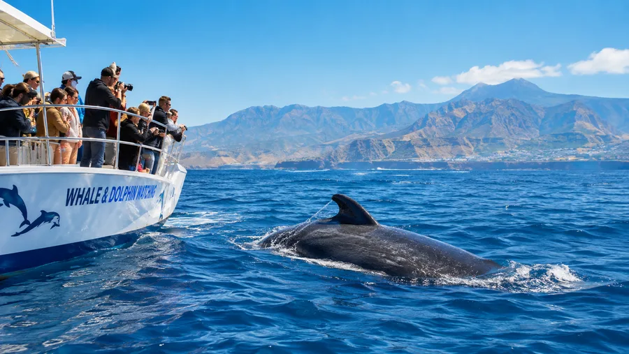 Whale and Dolphin Watching in Tenerife